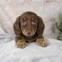 Oakley, a female Miniature Dachshund for sale in Fresno, OH – Photo 9 of 10