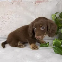 Oakley, a female Miniature Dachshund for sale in Fresno, OH – Photo 3 of 10