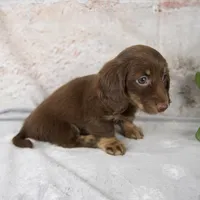 Oakley, a female Miniature Dachshund for sale in Fresno, OH – Photo 6 of 10