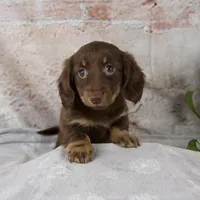Oakley, a female Miniature Dachshund for sale in Fresno, OH – Photo 8 of 10