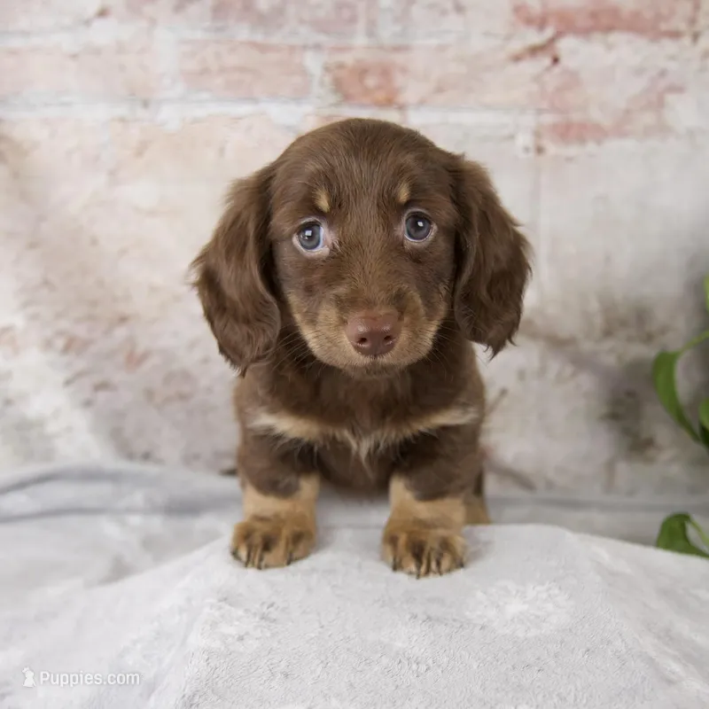 Oakley – Miniature Dachshund puppy for sale in Fresno, OH