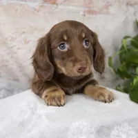 Oakley, a female Miniature Dachshund for sale in Fresno, OH – Photo 10 of 10