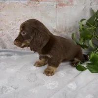 Oakley, a female Miniature Dachshund for sale in Fresno, OH – Photo 4 of 10