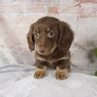 Oakley, a female Miniature Dachshund for sale in Fresno, OH – Photo 2 of 10