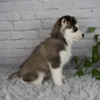 Trevor, a male Pomsky for sale in Fresno, OH – 4 of 5