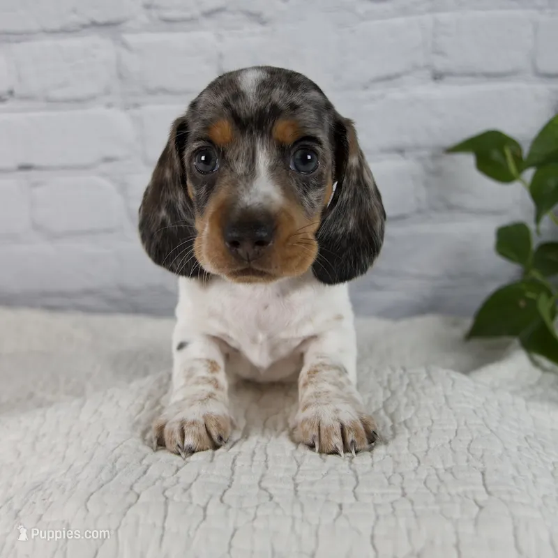 Hans – Miniature Dachshund puppy for sale in Fresno, OH
