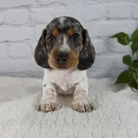 Hans, a male Miniature Dachshund for sale in Fresno, OH – 1 of 8