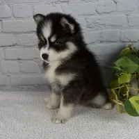 Sasha, a female Pomsky for sale in Fresno, OH – Photo 3 of 5