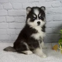 Sasha, a female Pomsky for sale in Fresno, OH – Photo 2 of 5