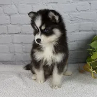 Sasha, a female Pomsky for sale in Fresno, OH – Photo 5 of 5