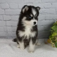 Sasha, a female Pomsky for sale in Fresno, OH – Photo 4 of 5