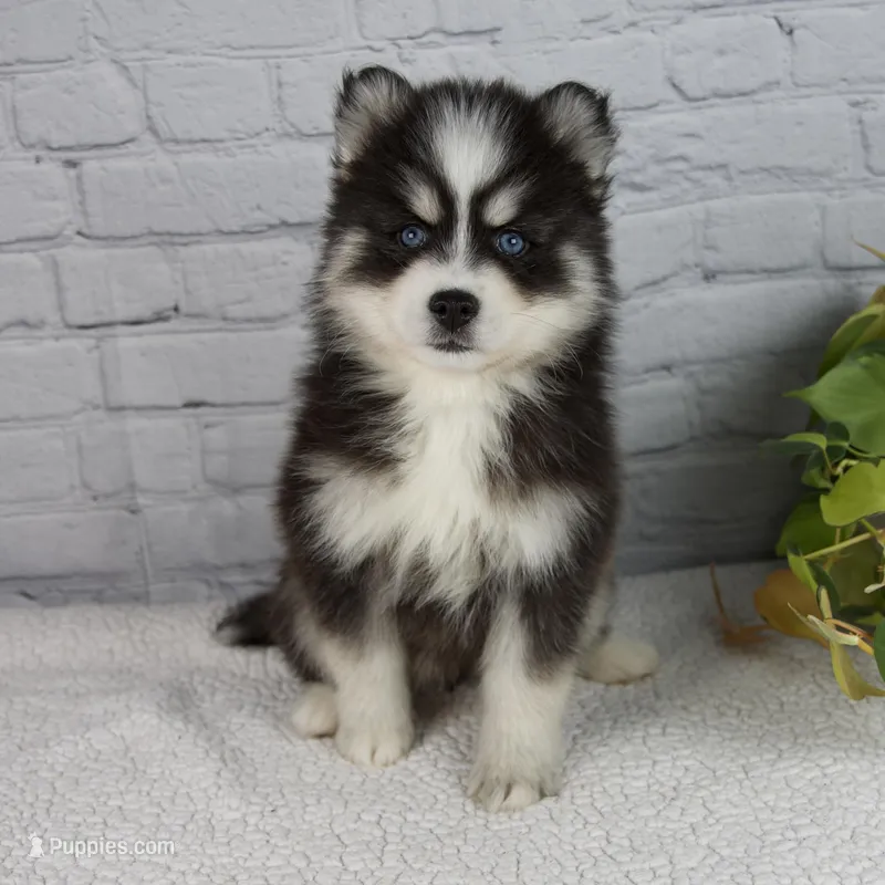 Sasha – Pomsky puppy for sale in Fresno, OH