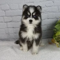 Sasha, a female Pomsky for sale in Fresno, OH – Photo 1 of 5