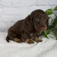 Forest, a male Miniature Dachshund for sale in Fresno, OH – 5 of 8