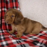 Evan, a male Miniature Dachshund for sale in Fresno, OH – 7 of 9