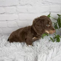 Cleo, a male Miniature Dachshund for sale in Fresno, OH – 6 of 7