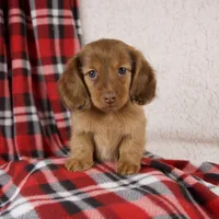 Elise, a female Miniature Dachshund for sale in Fresno, OH – 4 of 9
