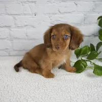 Brittany, a female Miniature Dachshund for sale in Fresno, OH – Photo 3 of 7