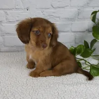 Brittany, a female Miniature Dachshund for sale in Fresno, OH – Photo 4 of 7