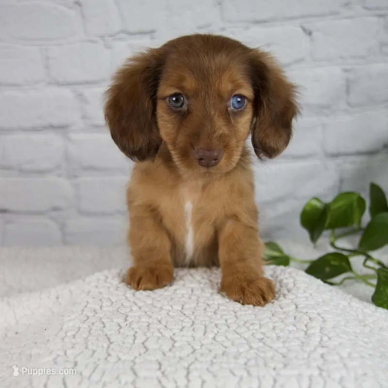 Brittany – Miniature Dachshund puppy for sale in Fresno, OH