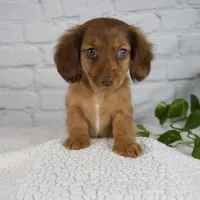 Brittany, a female Miniature Dachshund for sale in Fresno, OH – Photo 1 of 7