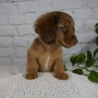 Brittany, a female Miniature Dachshund for sale in Fresno, OH – Photo 7 of 7