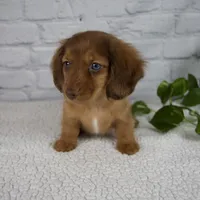 Brittany, a female Miniature Dachshund for sale in Fresno, OH – Photo 5 of 7