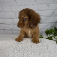 Brittany, a female Miniature Dachshund for sale in Fresno, OH – Photo 6 of 7