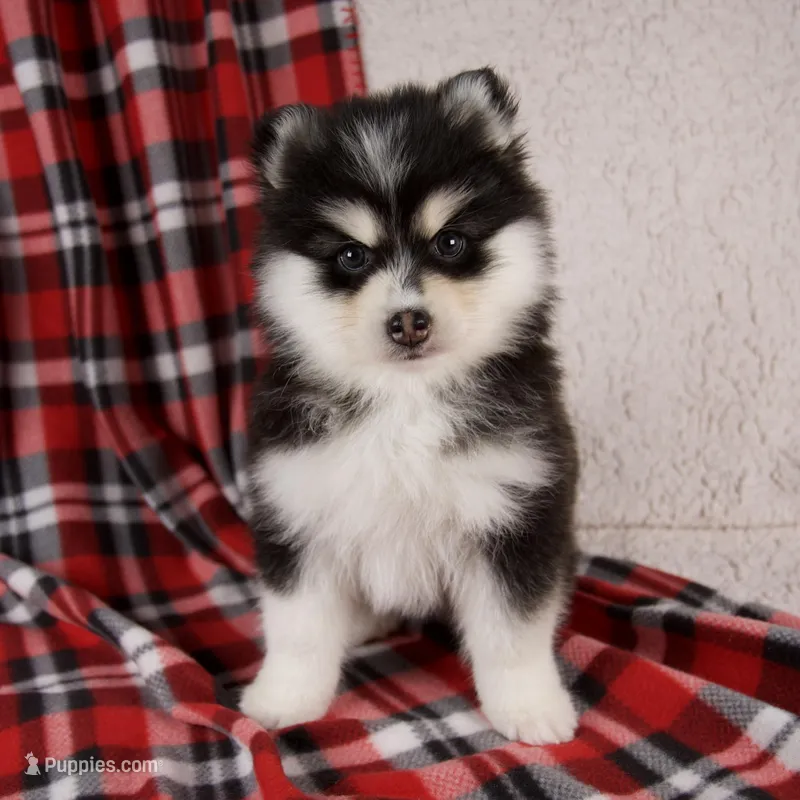 Jewels – Pomsky puppy for sale in Fresno, OH