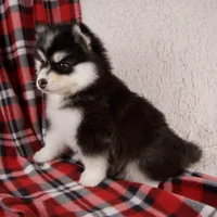 Jewels, a female Pomsky for sale in Fresno, OH – Photo 3 of 5