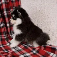 Jewels, a female Pomsky for sale in Fresno, OH – Photo 5 of 5