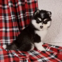 Jewels, a female Pomsky for sale in Fresno, OH – Photo 2 of 5