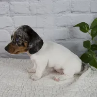 Hazel, a female Miniature Dachshund for sale in Fresno, OH – 3 of 9