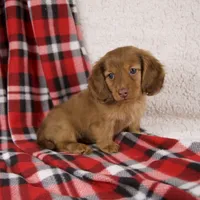 Elise, a female Miniature Dachshund for sale in Fresno, OH – 6 of 9
