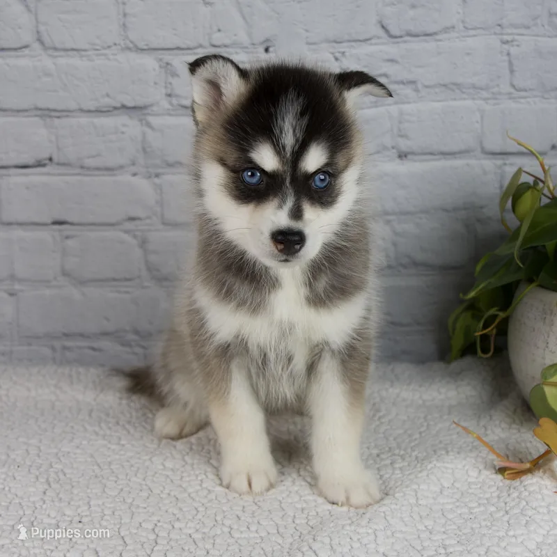 Sophia – Pomsky puppy for sale in Fresno, OH