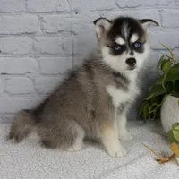Sophia, a female Pomsky for sale in Fresno, OH – Photo 2 of 5