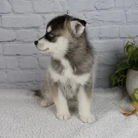 Sophia, a female Pomsky for sale in Fresno, OH – Photo 4 of 5