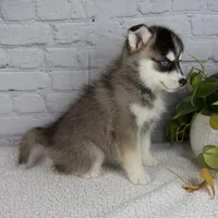 Sophia, a female Pomsky for sale in Fresno, OH – Photo 3 of 5