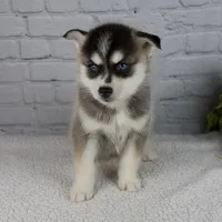 Sophia, a female Pomsky for sale in Fresno, OH – Photo 5 of 5