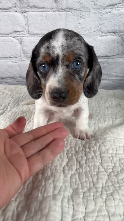 Hazel, a female Miniature Dachshund for sale in Fresno, OH – 9 of 9