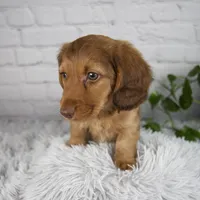 Cami, a female Miniature Dachshund for sale in Fresno, OH – 6 of 6