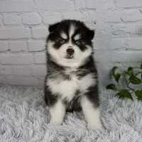 Tanner, a male Pomsky for sale in Fresno, OH – 4 of 5