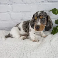 Hans, a male Miniature Dachshund for sale in Fresno, OH – 2 of 8