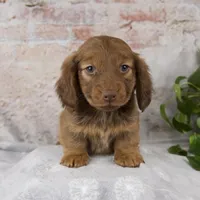 Otis, a male Miniature Dachshund for sale in Fresno, OH – Photo 2 of 10