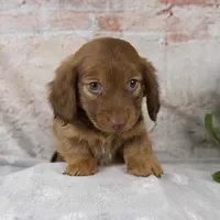 Otis, a male Miniature Dachshund for sale in Fresno, OH – Photo 9 of 10