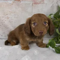 Otis, a male Miniature Dachshund for sale in Fresno, OH – Photo 1 of 10