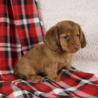 Elise, a female Miniature Dachshund for sale in Fresno, OH – 2 of 9