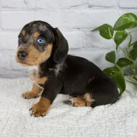 Hunter, a male Miniature Dachshund for sale in Fresno, OH – 6 of 8