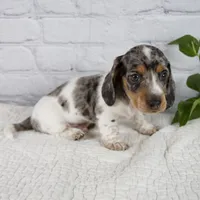 Hans, a male Miniature Dachshund for sale in Fresno, OH – 4 of 8