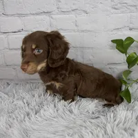 Cleo, a male Miniature Dachshund for sale in Fresno, OH – 3 of 7